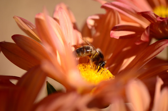 amy myers, journal of a thousand things, small sunny garden, chrysanthemum, bee, autumn flower, garden photography