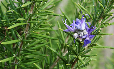 health-benefits-of-rosemary