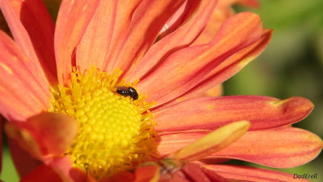 Une mouche sur une fleur de chrysanthème