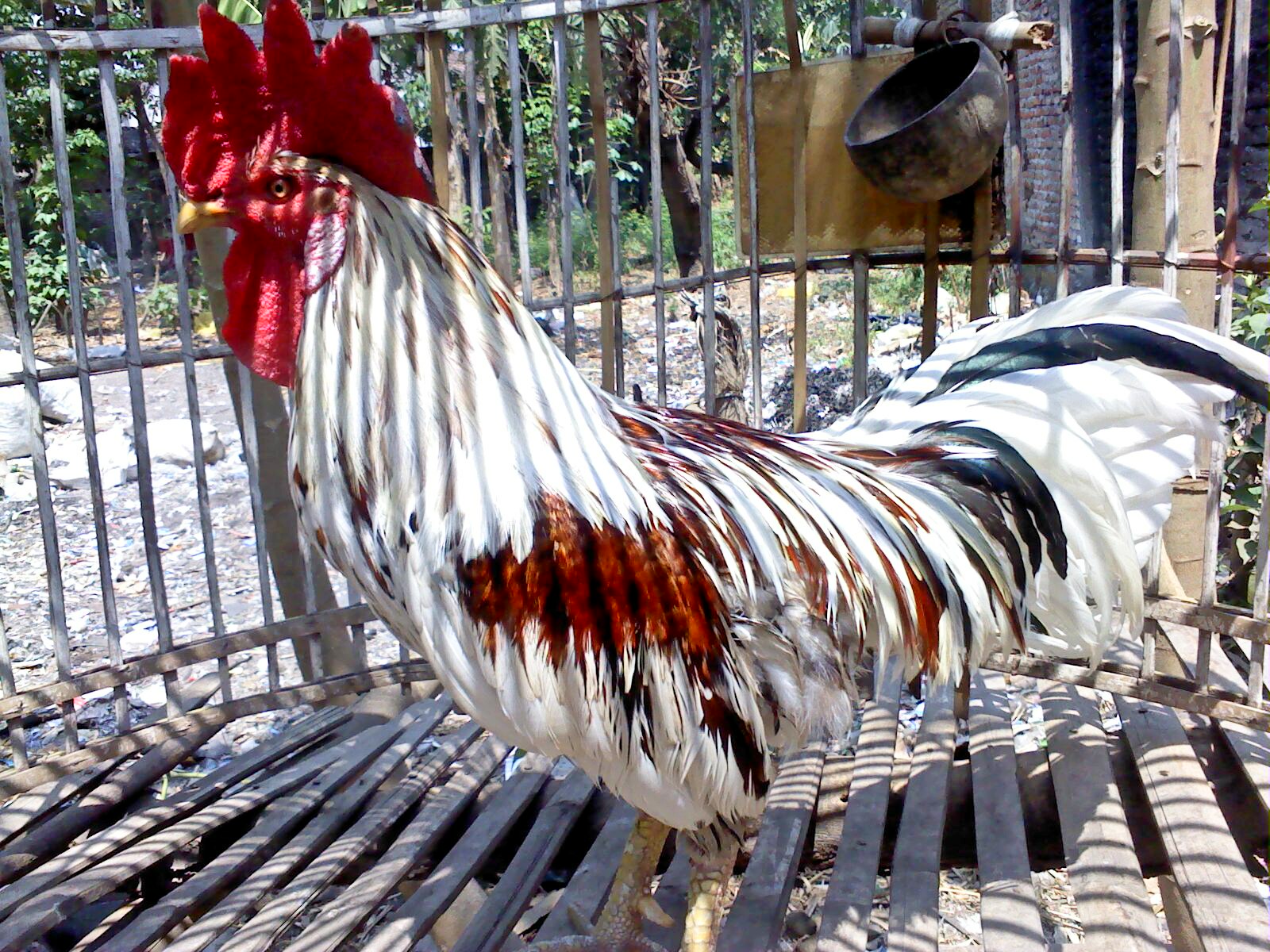 koleksi ternak Ayam  Ketawa Gretek