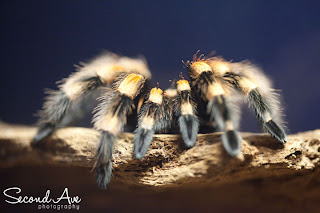 closeup, macro, project 52, photoblog, Virginia photographer, invertebrates, spiders, canon, national zoo, washington dc, sea urchin, blog hop, 100mm f/2.8 Macro