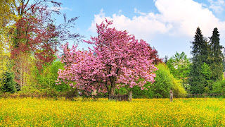 cherry tree hdtv 1080p HD Wallpaper hd nature 1080p