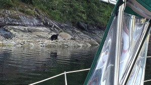 Black Bear Princess Louisa Inlet