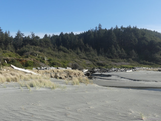 drift wood at the mouth of the creek