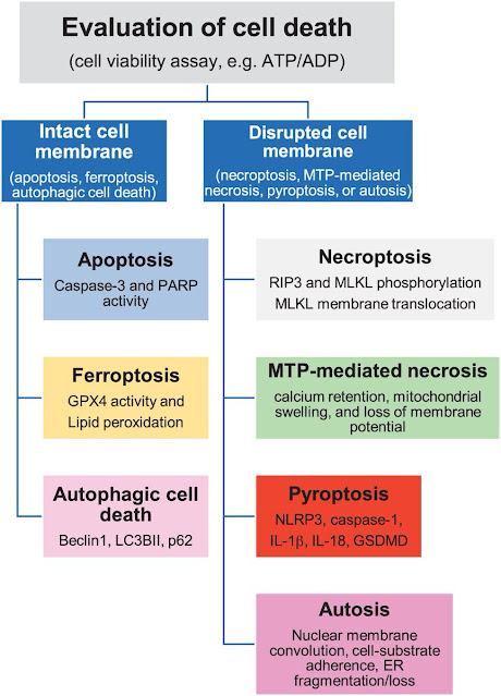 Ferroptosis vs Apoptosis vs Pyroptosis