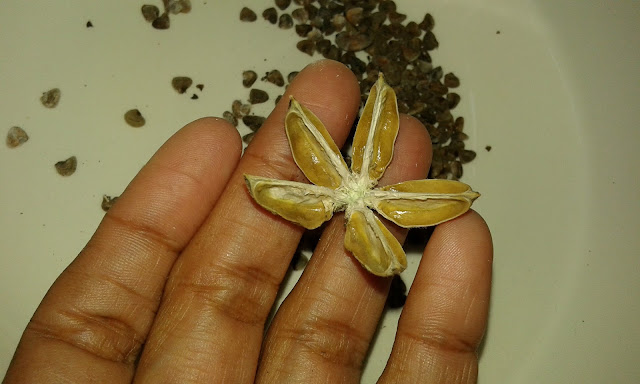 How to Collect Jamaican Sorrel Seeds for Propagation