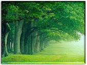 Forest Wallpaper Desktop Photo