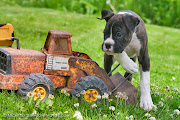 Twilight Boxer's Puppies