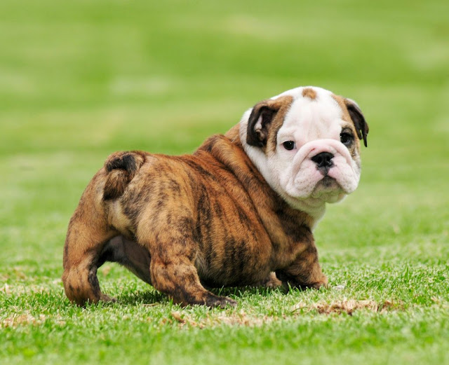 Bulldog