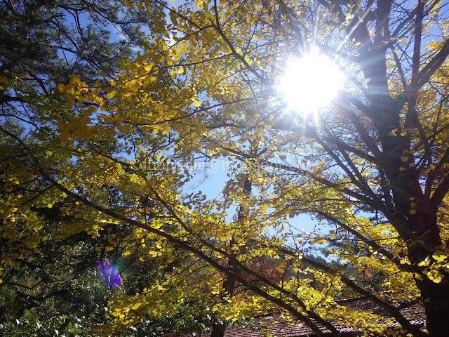 Wuling Farm maple autumn foliage