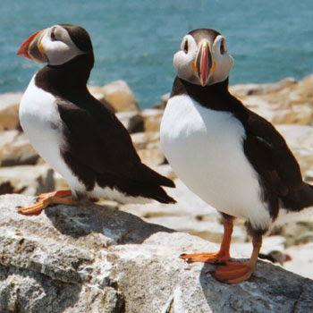 photo of puffins via visitmaine dot com