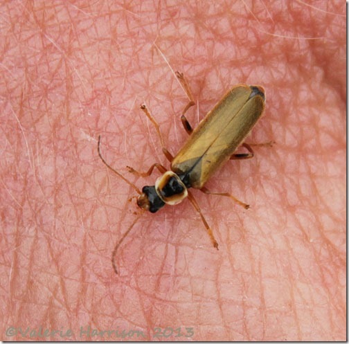 soldier-beetle-Cantharis-decipiens