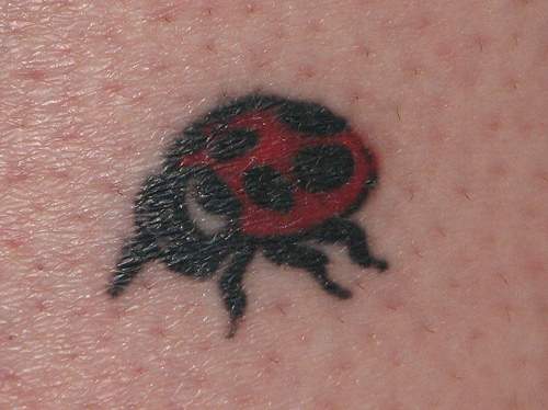 New Ladybug Tattoos Fonts Pictures 2012 Posted by loro atiku at 1113 PM