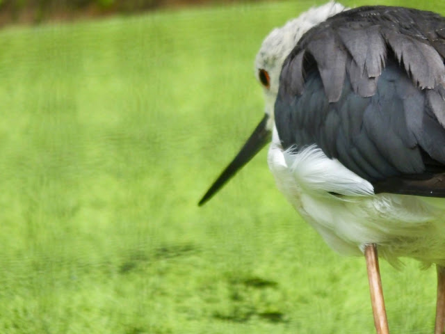 Black-Winged Stilt