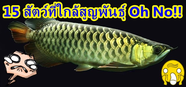 สัตว์ใกล้สูญพันธุ์, ปลามังกร, ปลาอะโรวาน่า, ปลาพิรารูคู