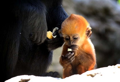 Orange Baby Monkey