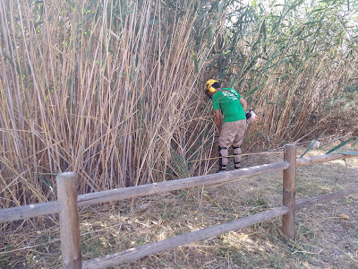 Trabajos de limpieza de cañar y reacondicionado de la zona del estanque de las tortugas.