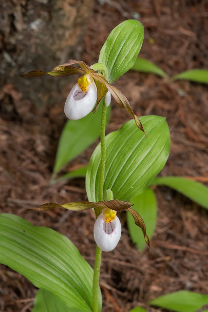 Mountain Lady Slipper