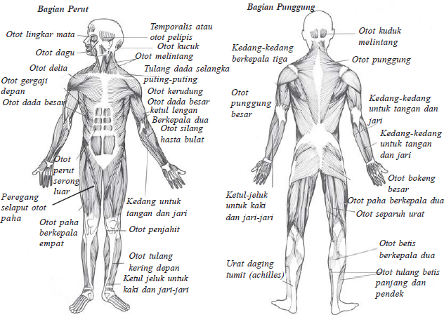  Otot  Sebagai Alat Gerak Aktif Pada Manusia imron web id