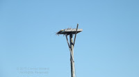 Ospreys will readily build their nests on man-made platforms, this one at Wood Islands Lighthouse, PEI, Canada - by Denise Motard