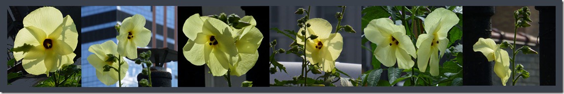 Mallow-collage
