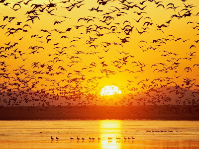 vuelo-de-aves-ante-una-puesta-de-sol