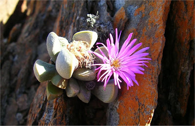 Cerochlamys pachyphylla