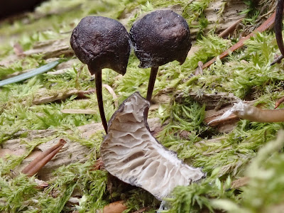 Ojcowski Park Narodowy, Dolina Sąspowska, grzyby 2019, grzyby zimowe, grzyby w Ojcowie