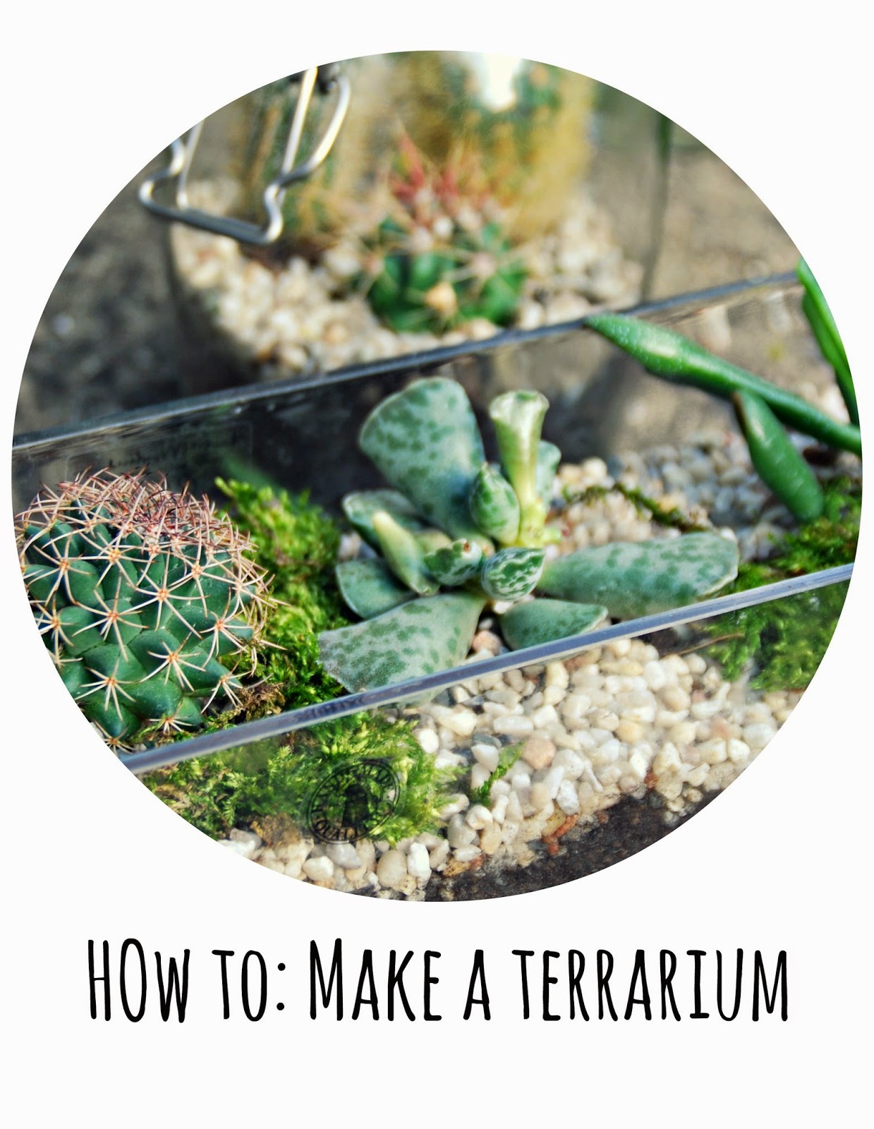  How to: Make a Terarrium