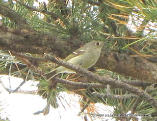 Ruby-Crowned Kinglet