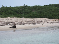 Penguin Island