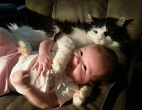 Funny cats - part 78 (35 pics + 10 gifs), cat pics, cat cuddle with human baby