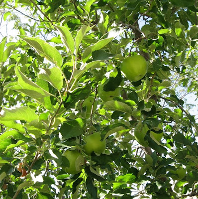 Santa Fe September Apples