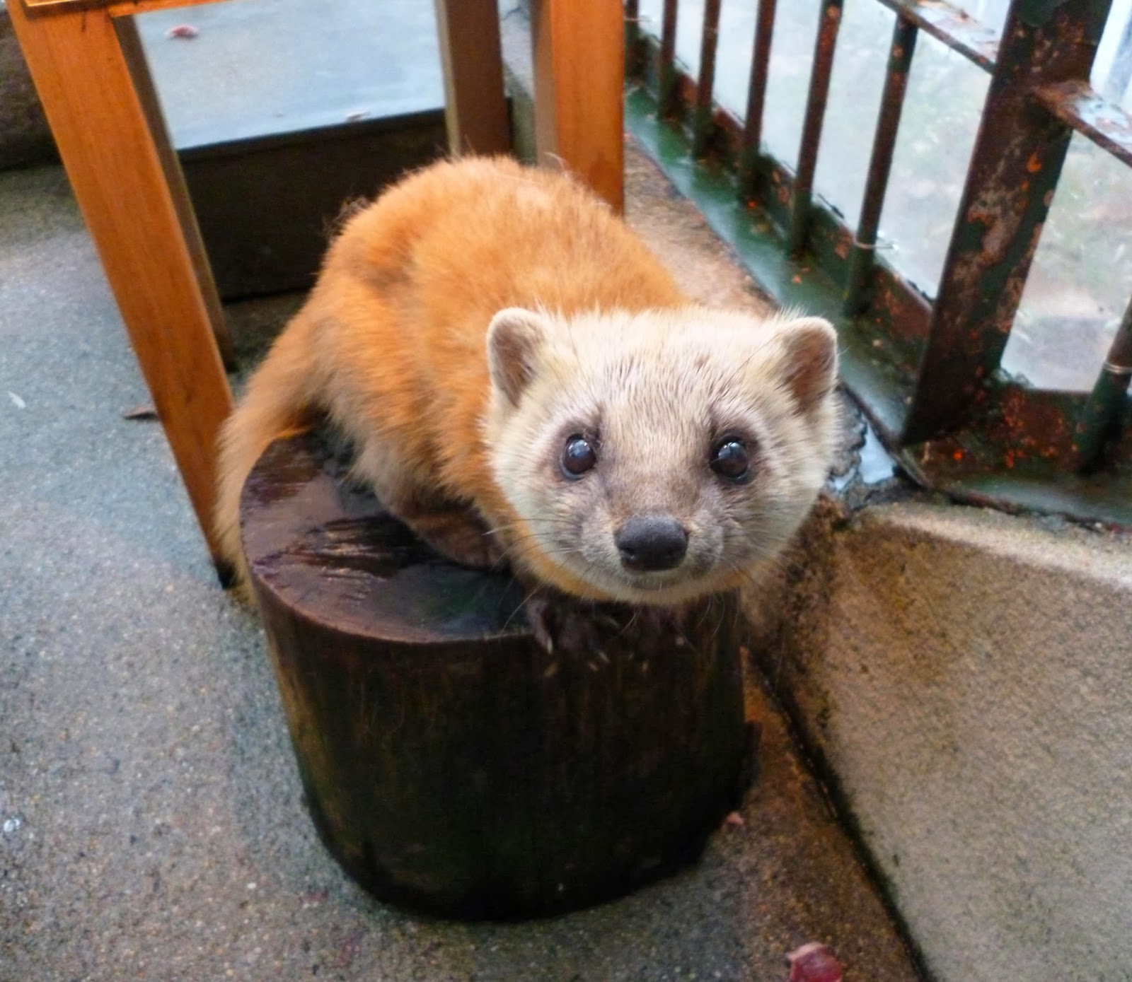 テン 画像 動物