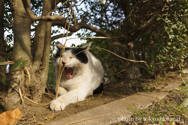 野良猫写真