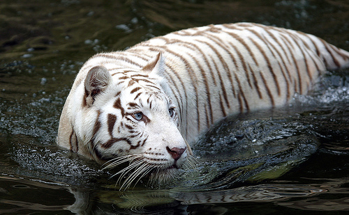 White Tiger