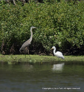 Egrets and Herons Part 2