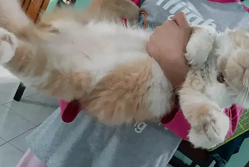  harga kucing Persia