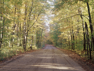 forest road (12)