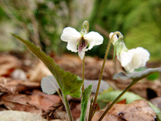 Viola yezoensis discolor