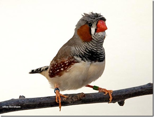 pinzon-cebra