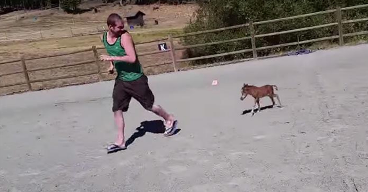 Adorable Video Of Miniature Horse Chasing A Human