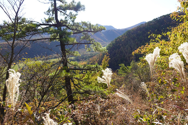 鳥取県西伯郡大山町豊房 ツバヌキ山登山道からの眺望