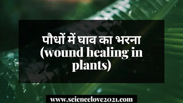 पौधों में घाव का भरना (wound healing in plants)|hindi