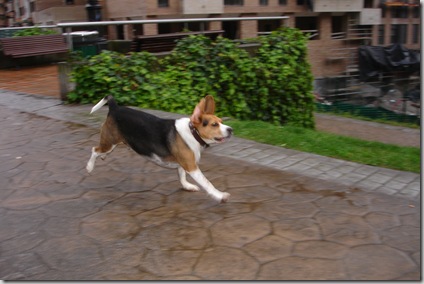 Orejas al viento