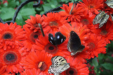 Singapore Airport Botanical Garden Butterfly