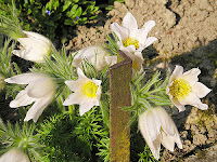 Pulsatilla