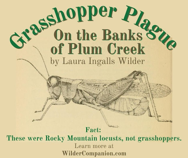 Grasshoppers on Plum Creek