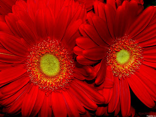 Girasoles rojos