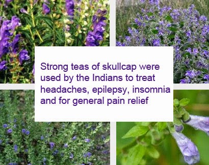 Skullcap herb benefits